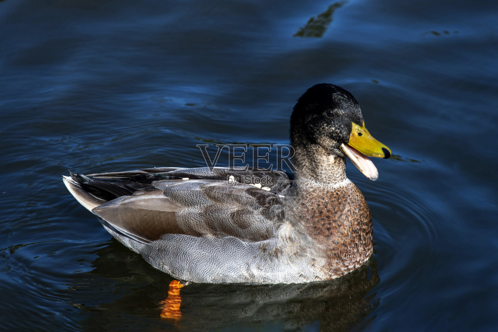 北方绿头鸭 (Anas platyrhynchos)照片摄影图片