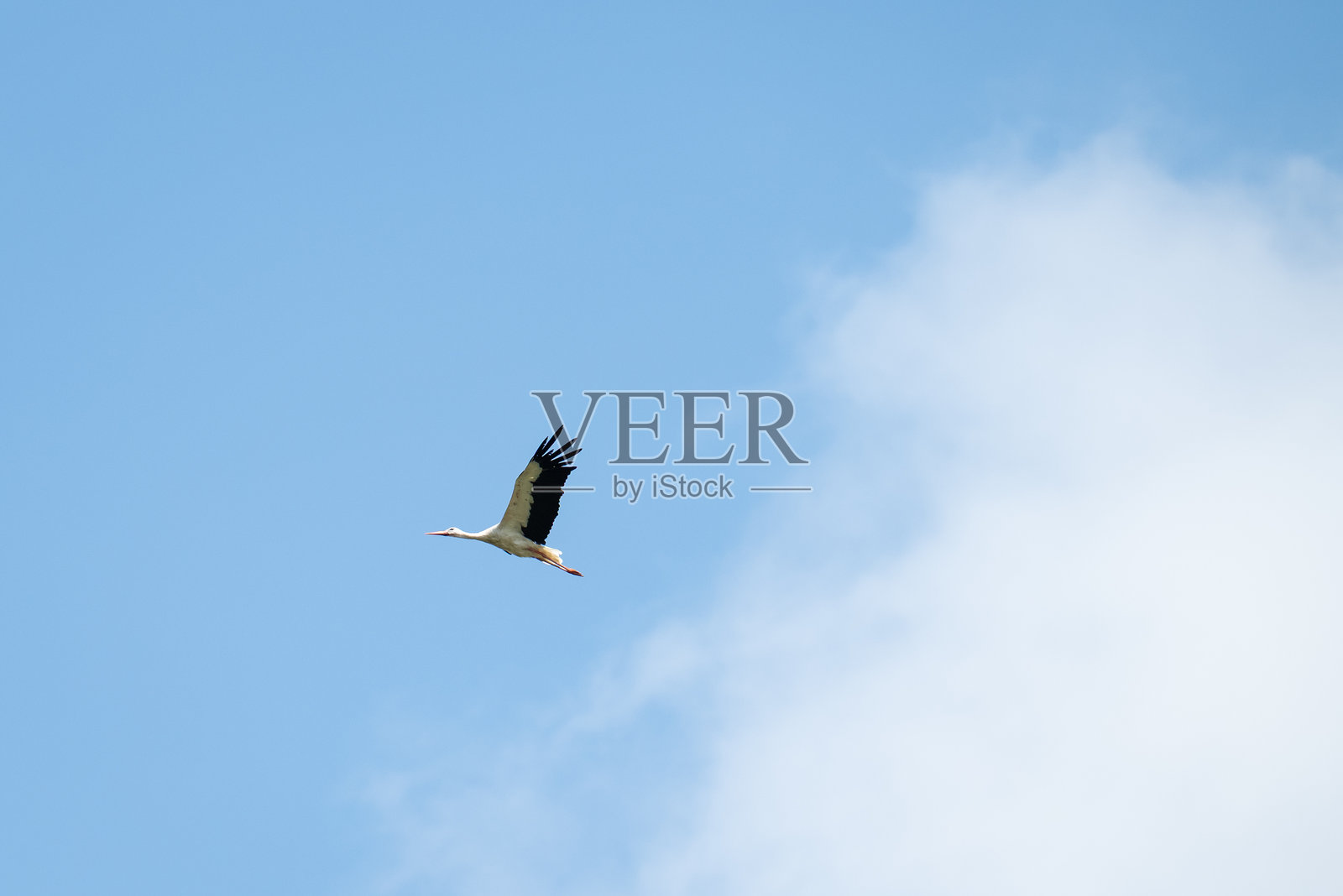 白鹳在晴朗的蓝天下飞翔照片摄影图片