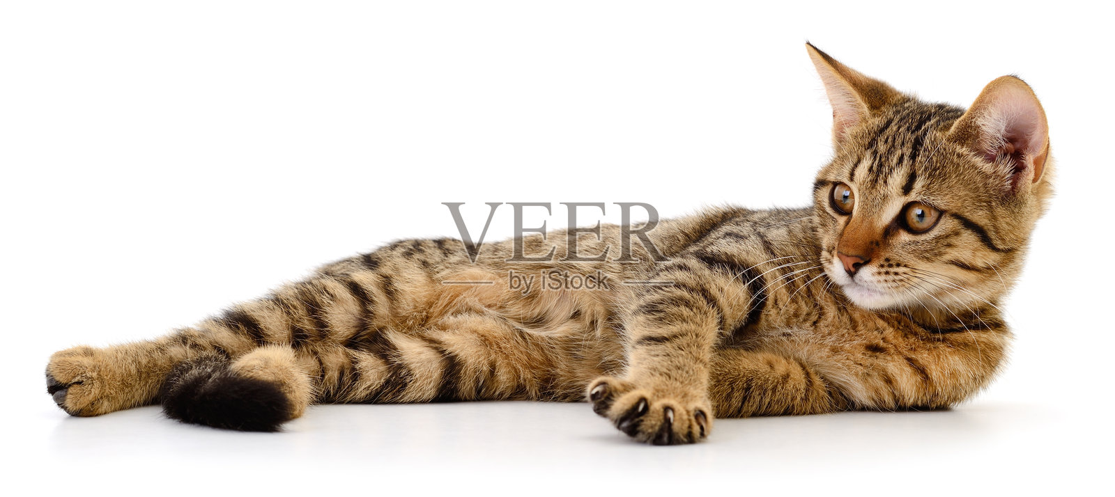 白色背景上孤零零躺着的小虎斑猫照片摄影图片