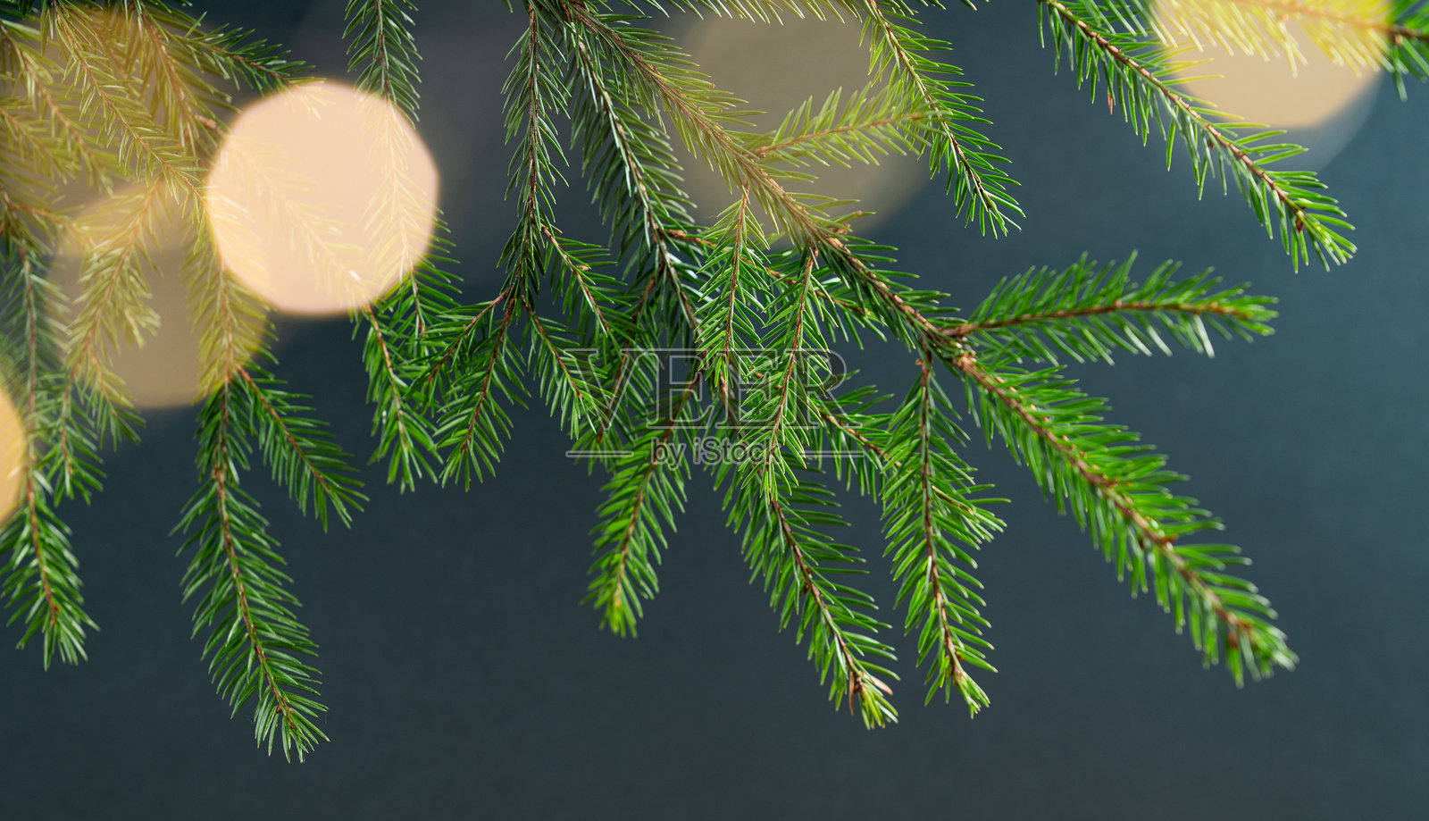 绿色背景上带有灯饰散景效果的冷杉树枝。照片摄影图片