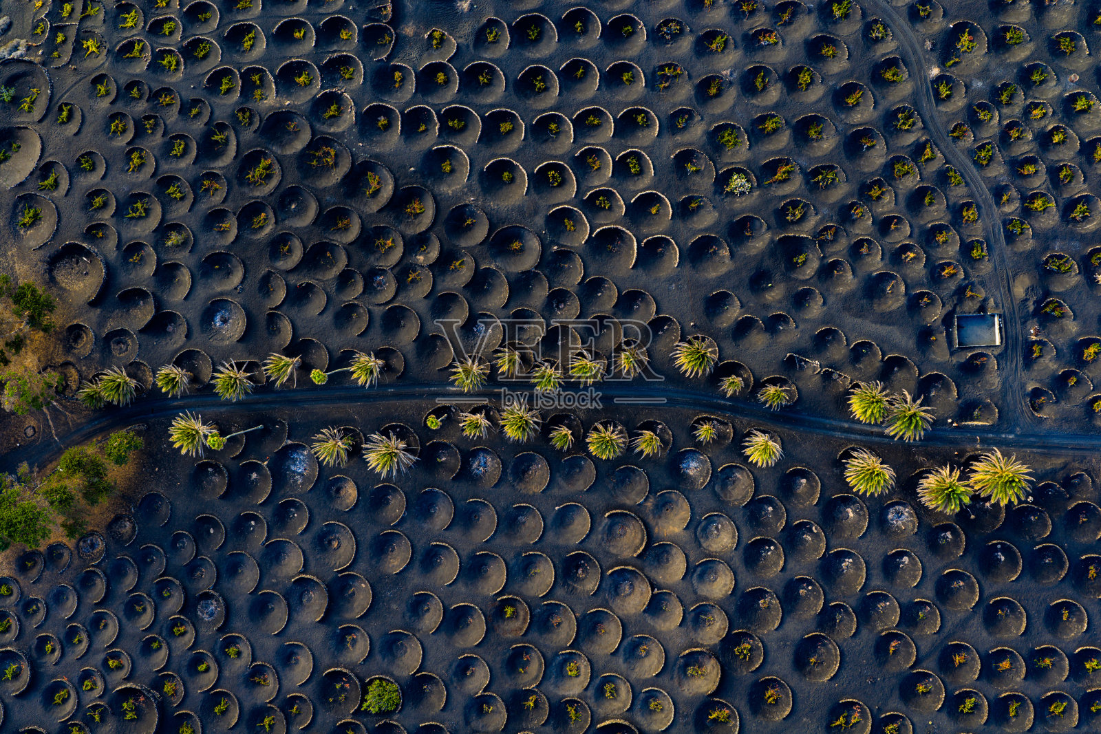 西班牙加那利群岛兰萨罗特岛的盖瑞亚葡萄酒田照片摄影图片