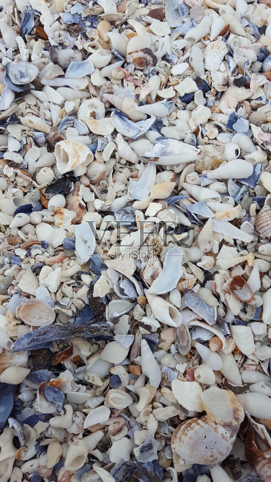 沙滩上的贝壳照片摄影图片