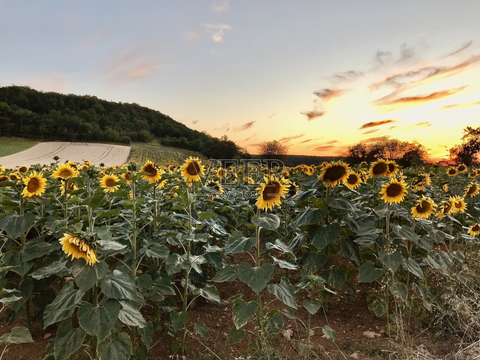 阳光下的向日葵，天空如火照片摄影图片