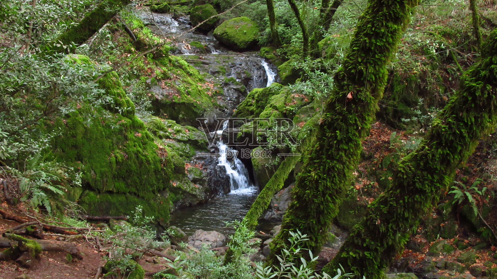 郁郁葱葱的森林中的层叠瀑布照片摄影图片