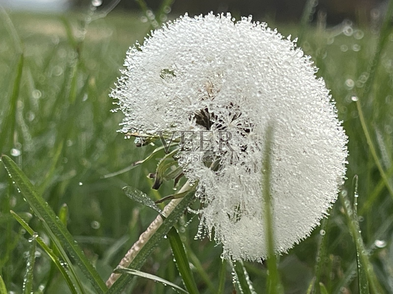 蒲公英融化照片摄影图片
