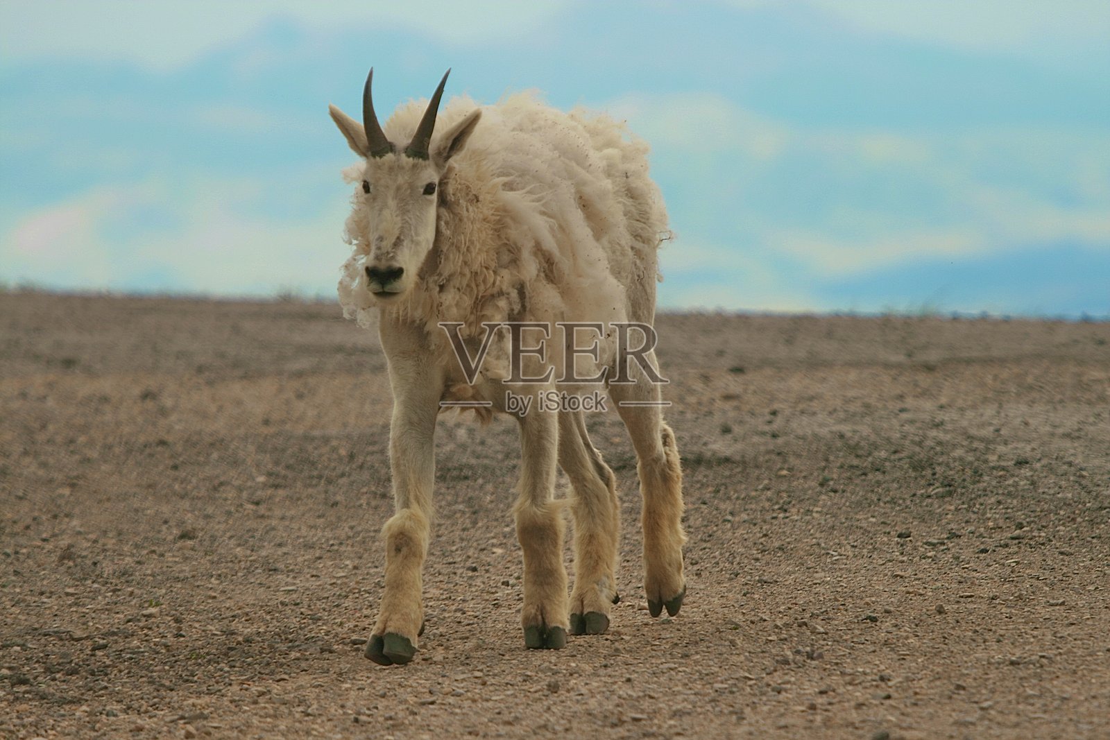 山羊照片摄影图片