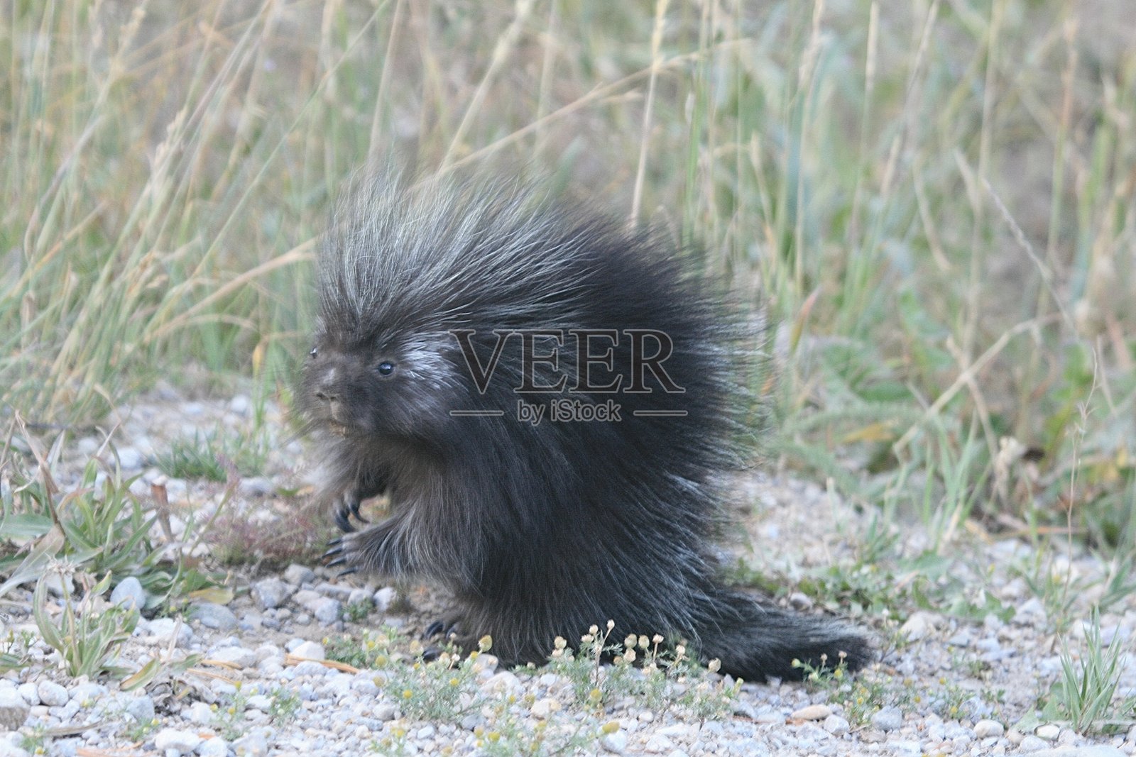 小豪猪照片摄影图片