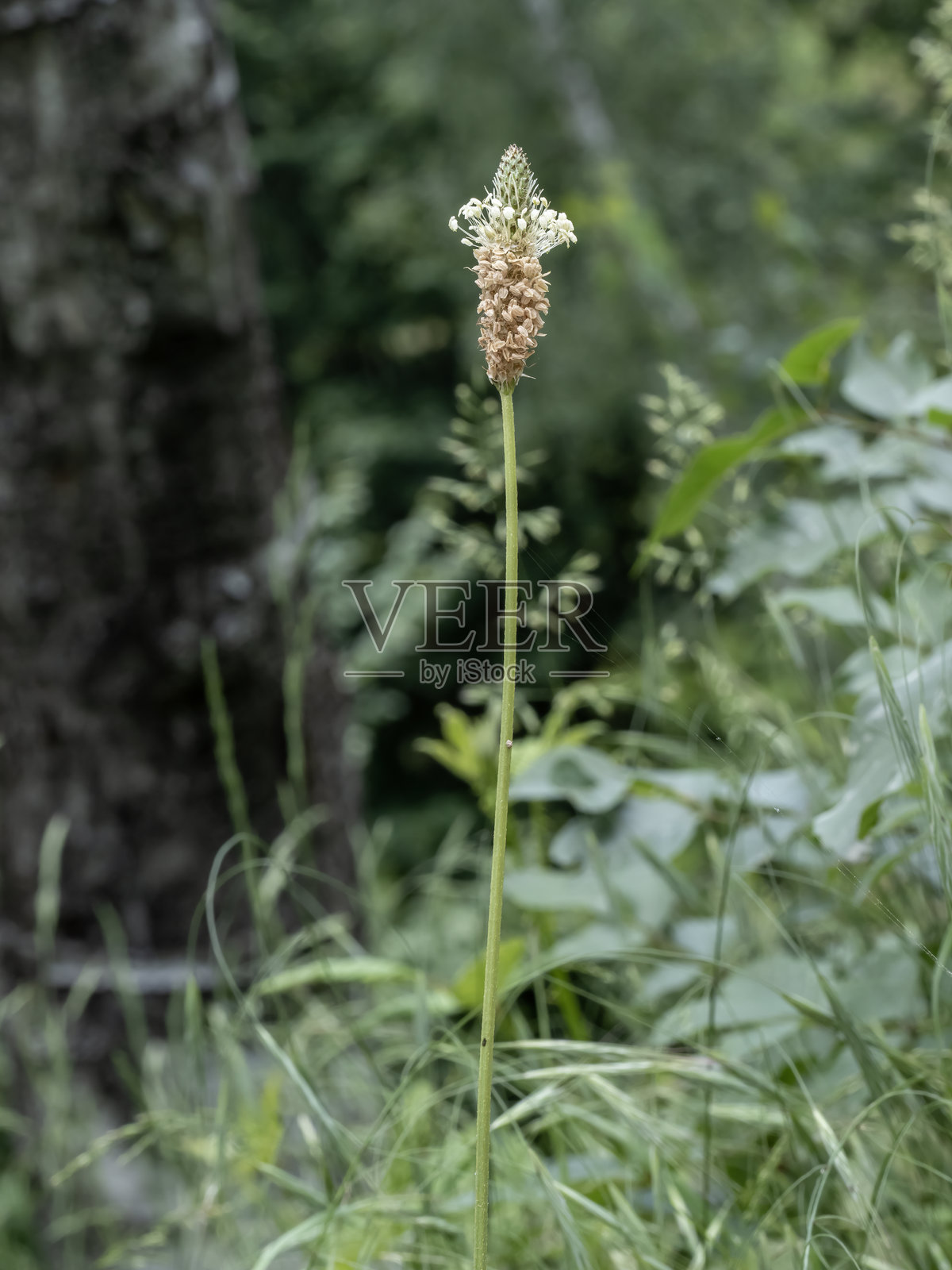 背景自然的欧洲车前草（Plantago lanceolata）植株。照片摄影图片