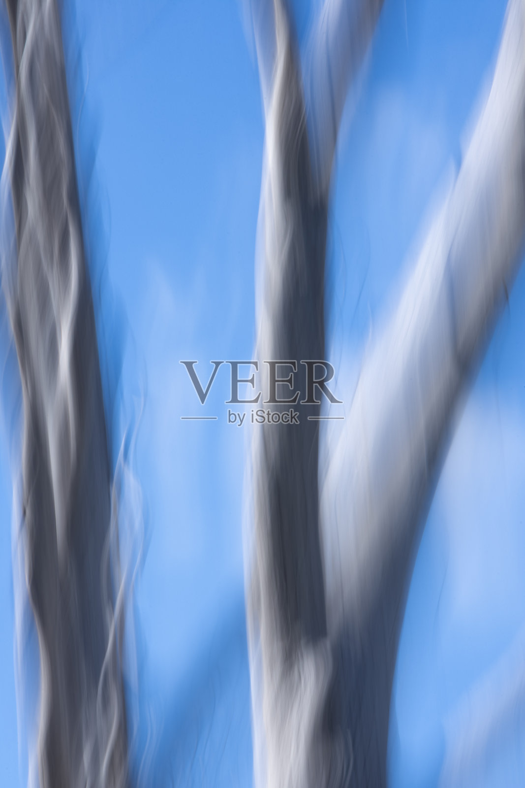 模糊的鬼桉树照片摄影图片