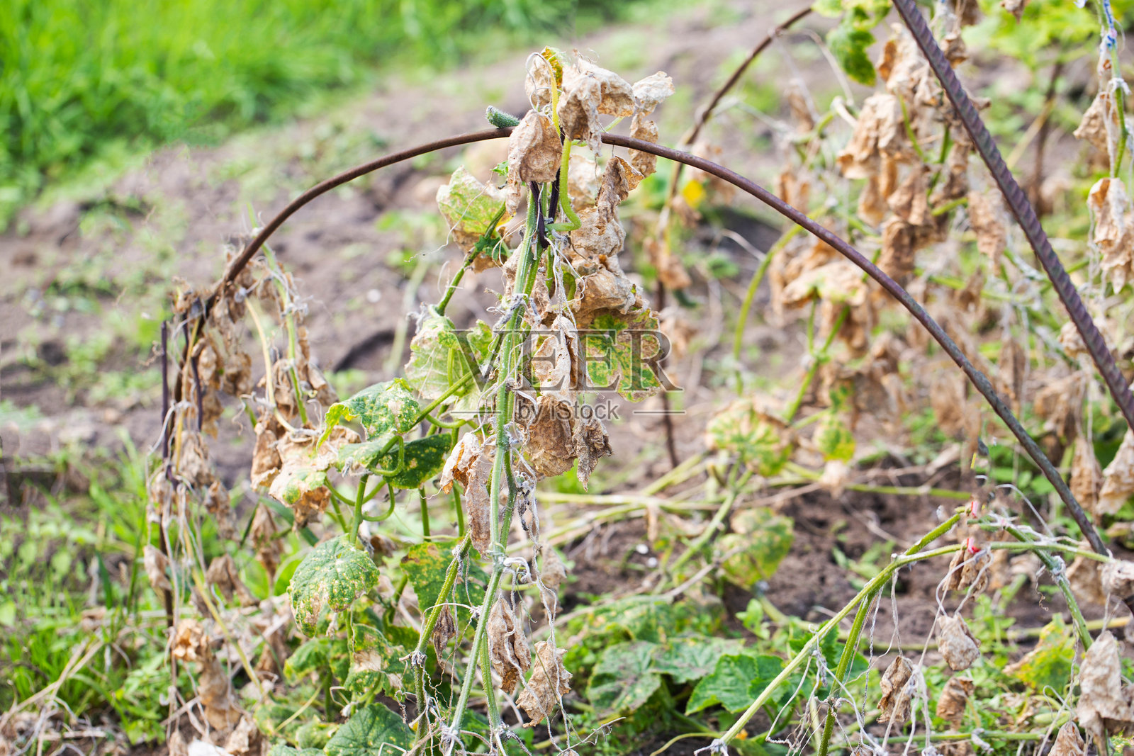 花园里的琉璃苣干叶。黄瓜病害、干旱和营养缺乏，特写，农业照片摄影图片