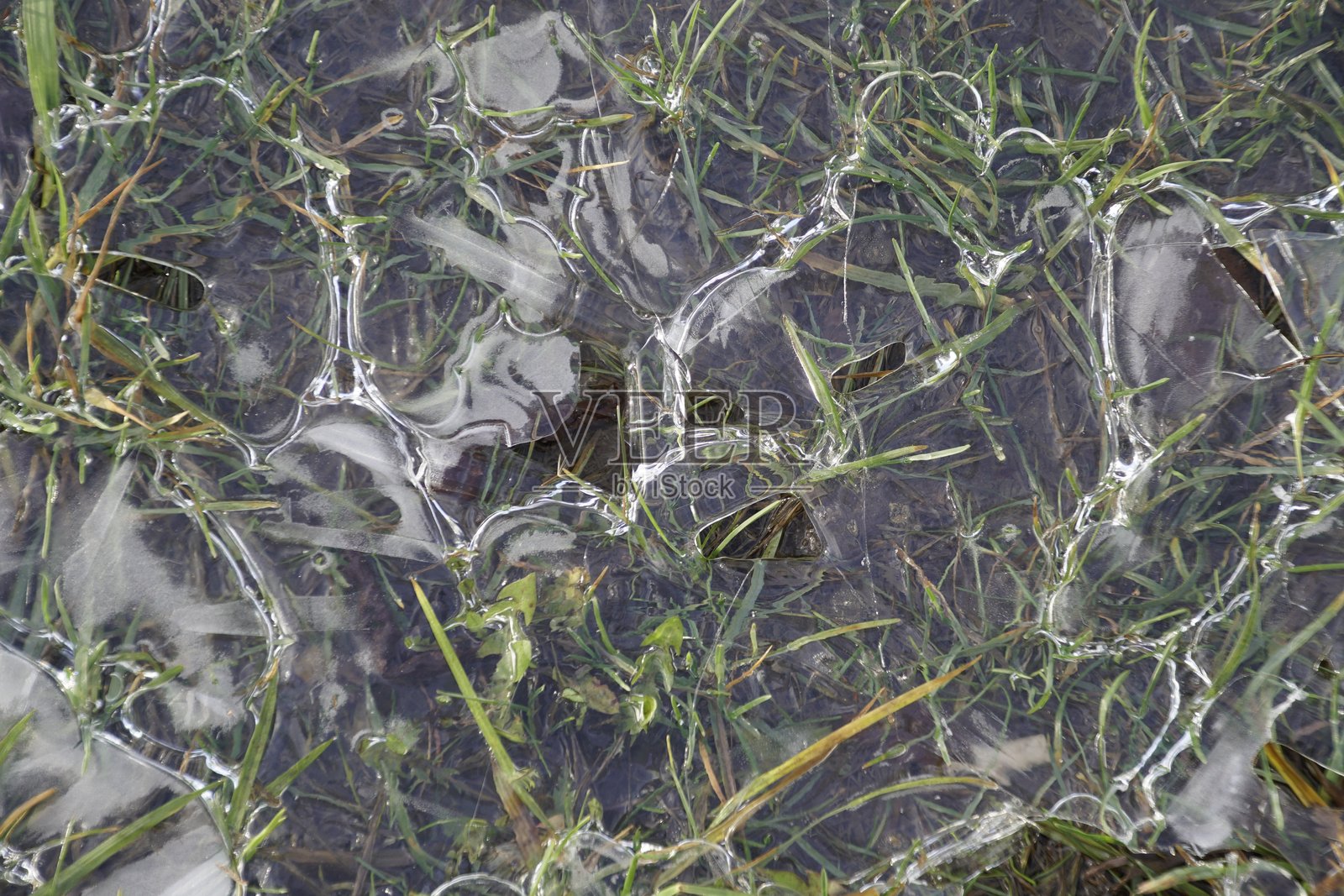 雨后水坑初现的霜和薄冰。俯视角度。背景与纹理。草。照片摄影图片