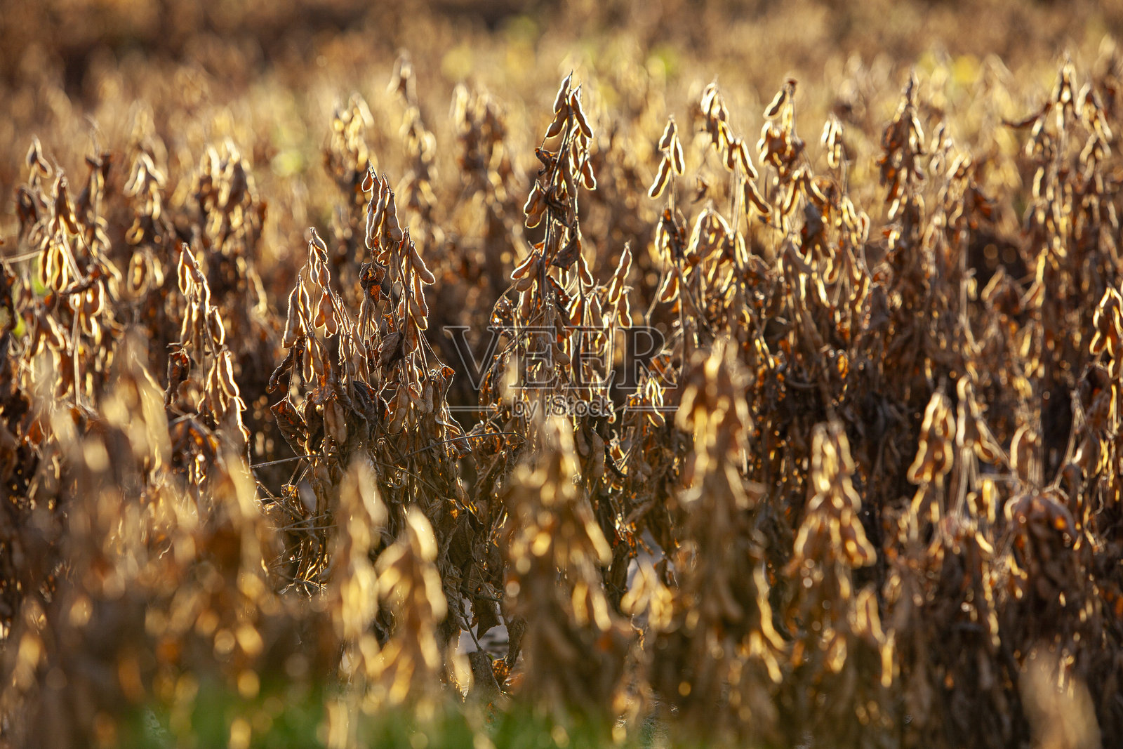 成熟的大豆，准备收获照片摄影图片