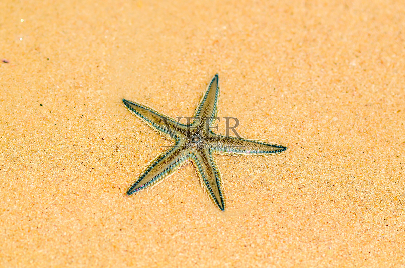 苏梅岛沙滩上的海星照片摄影图片