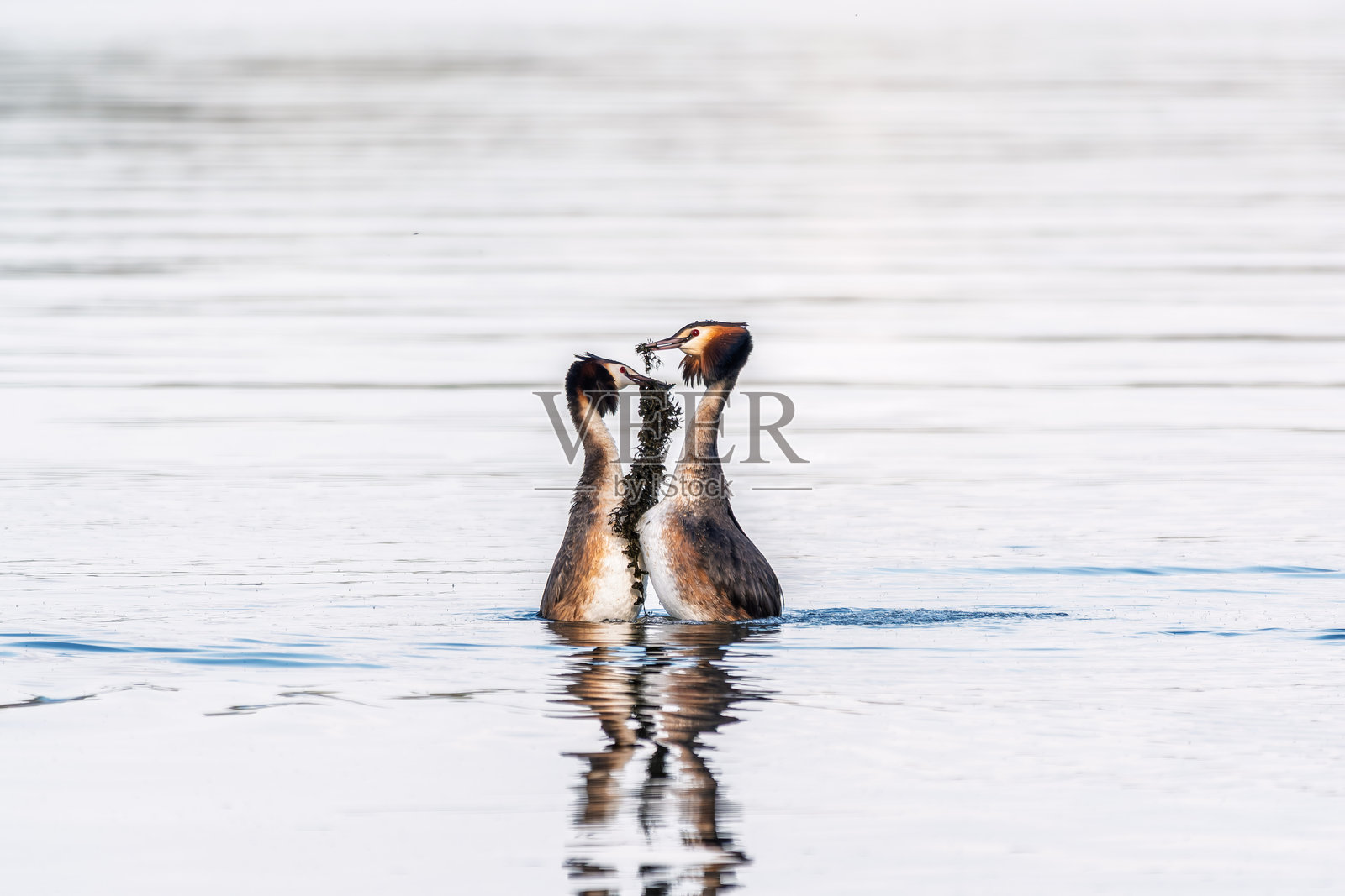 两种䴙䴙的求偶游戏。两只䴙䴙在湖水中游动，形成心形剪影。照片摄影图片