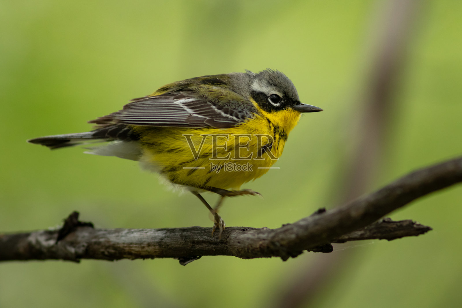 林莺照片摄影图片