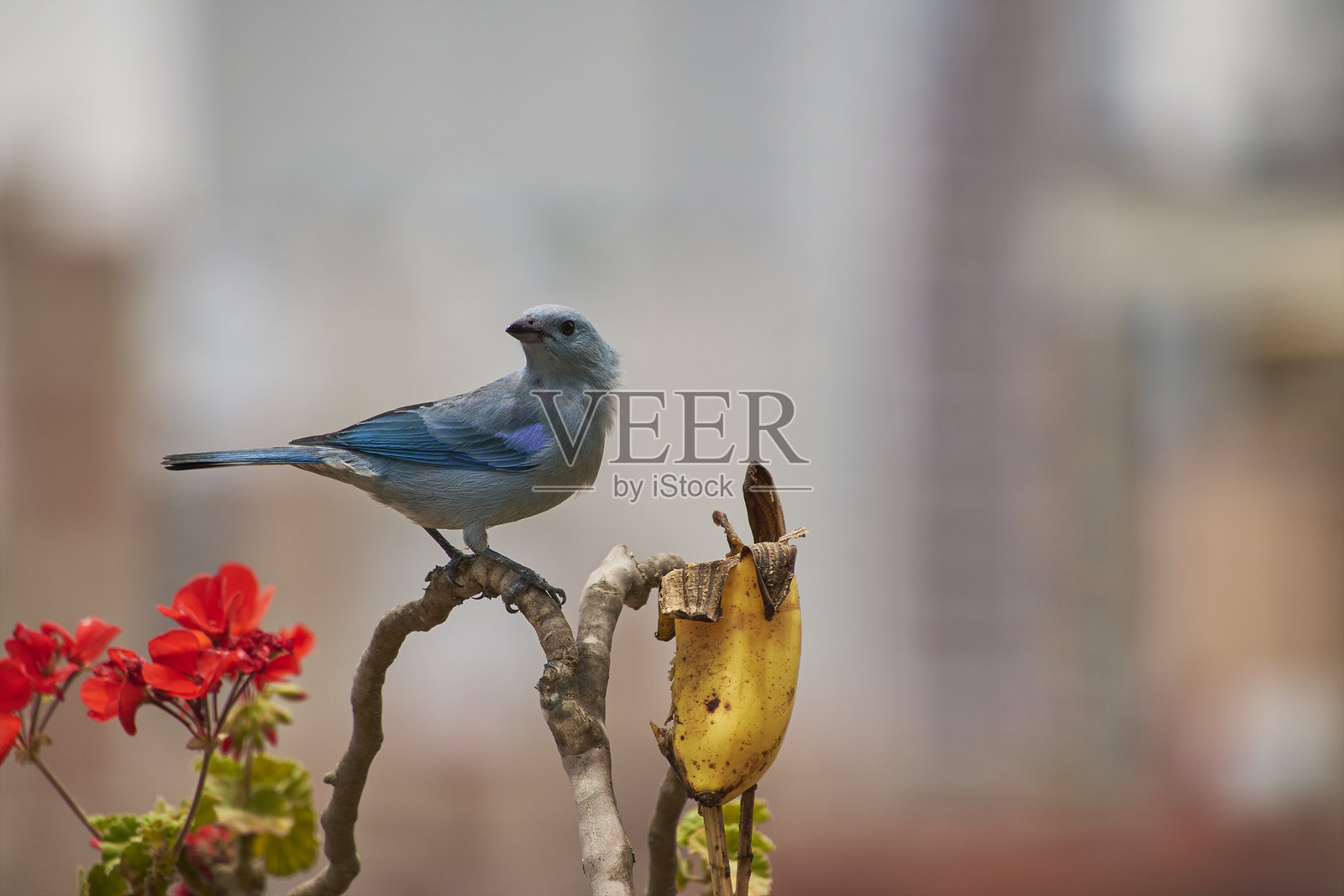 一只蓝灰唐纳雀在前景自由地享用新鲜甜美的水果照片摄影图片