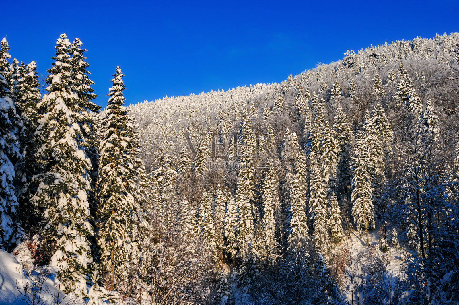 冬日森林里冷杉树上的雪景 - 居莱山照片摄影图片