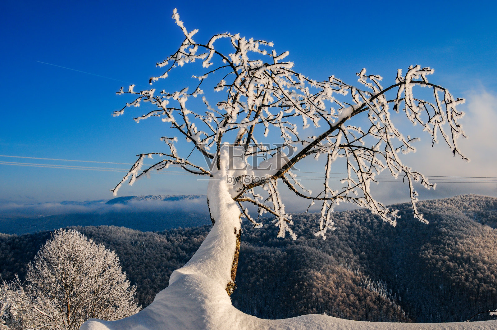冬季，新鲜的雪积聚在库雷山的一棵树上照片摄影图片