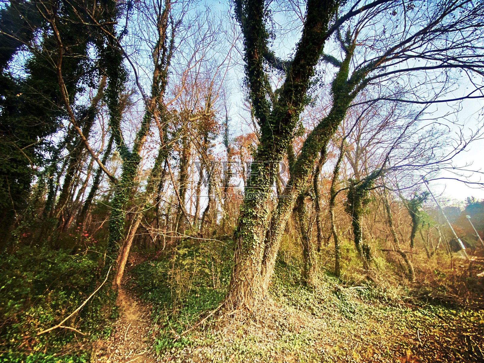 深秋的爬藤植物缠绕的树木照片摄影图片