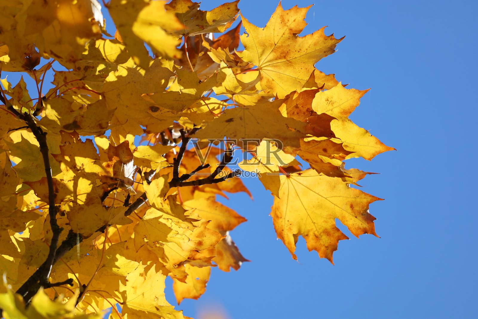在晴朗的蓝天下，黄色的枫树枝照片摄影图片