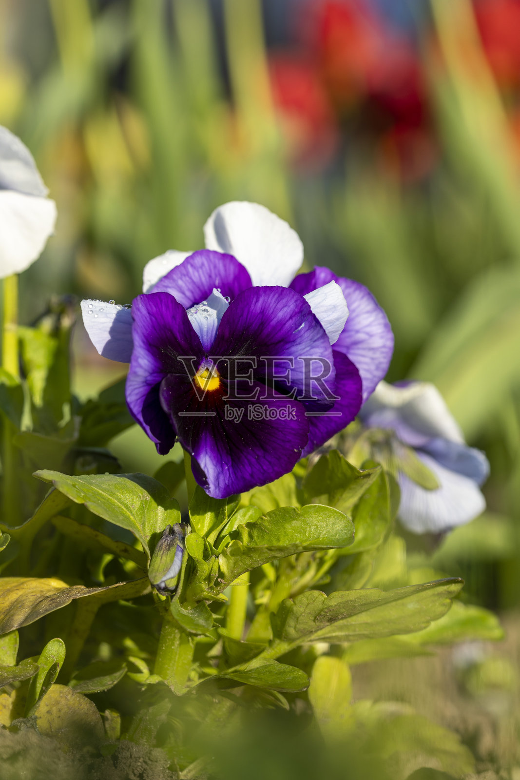 春天花园草地上盛开的紫色三色堇花照片摄影图片