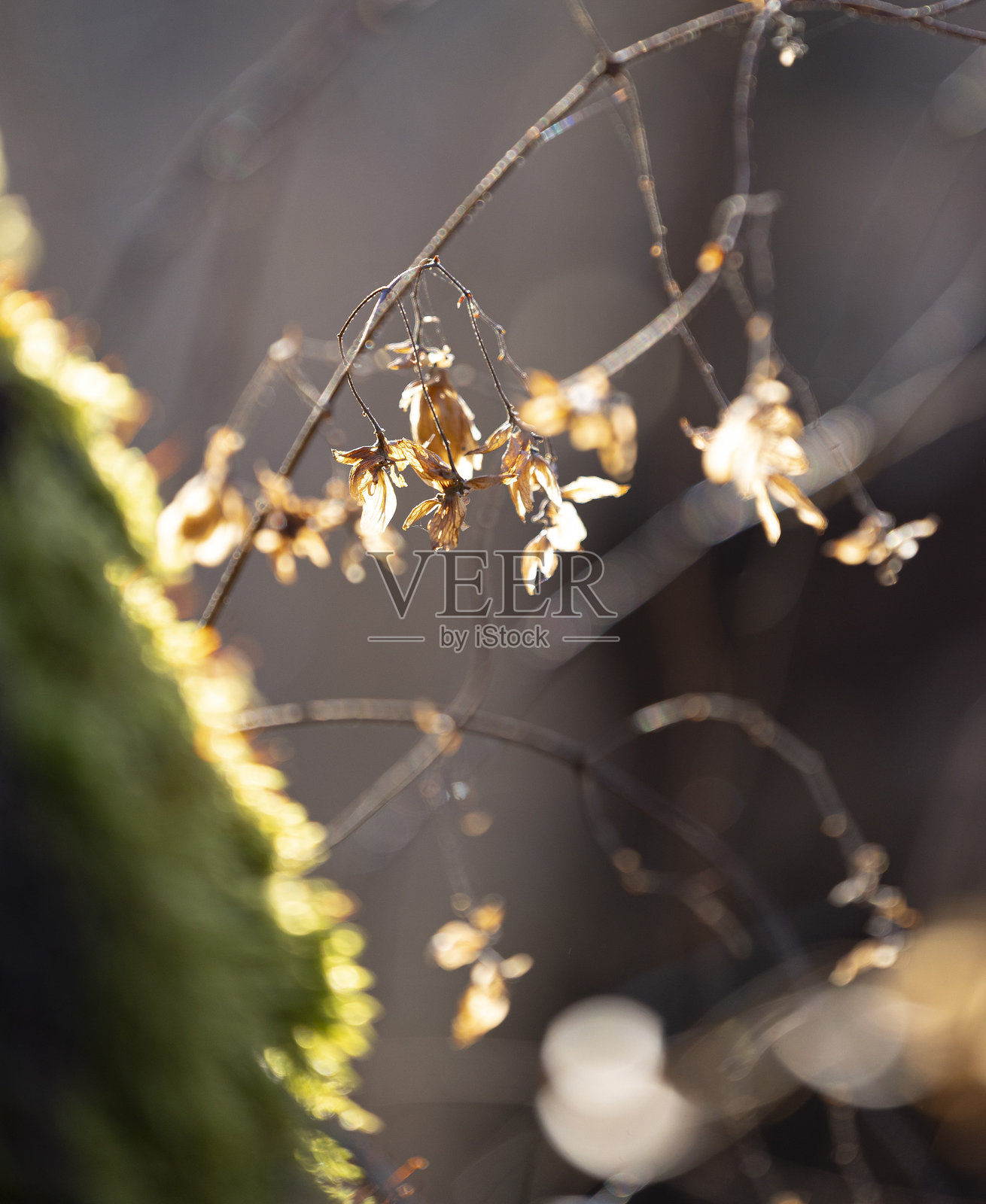 拉脱维亚，欧洲林地的初春景色。照片摄影图片