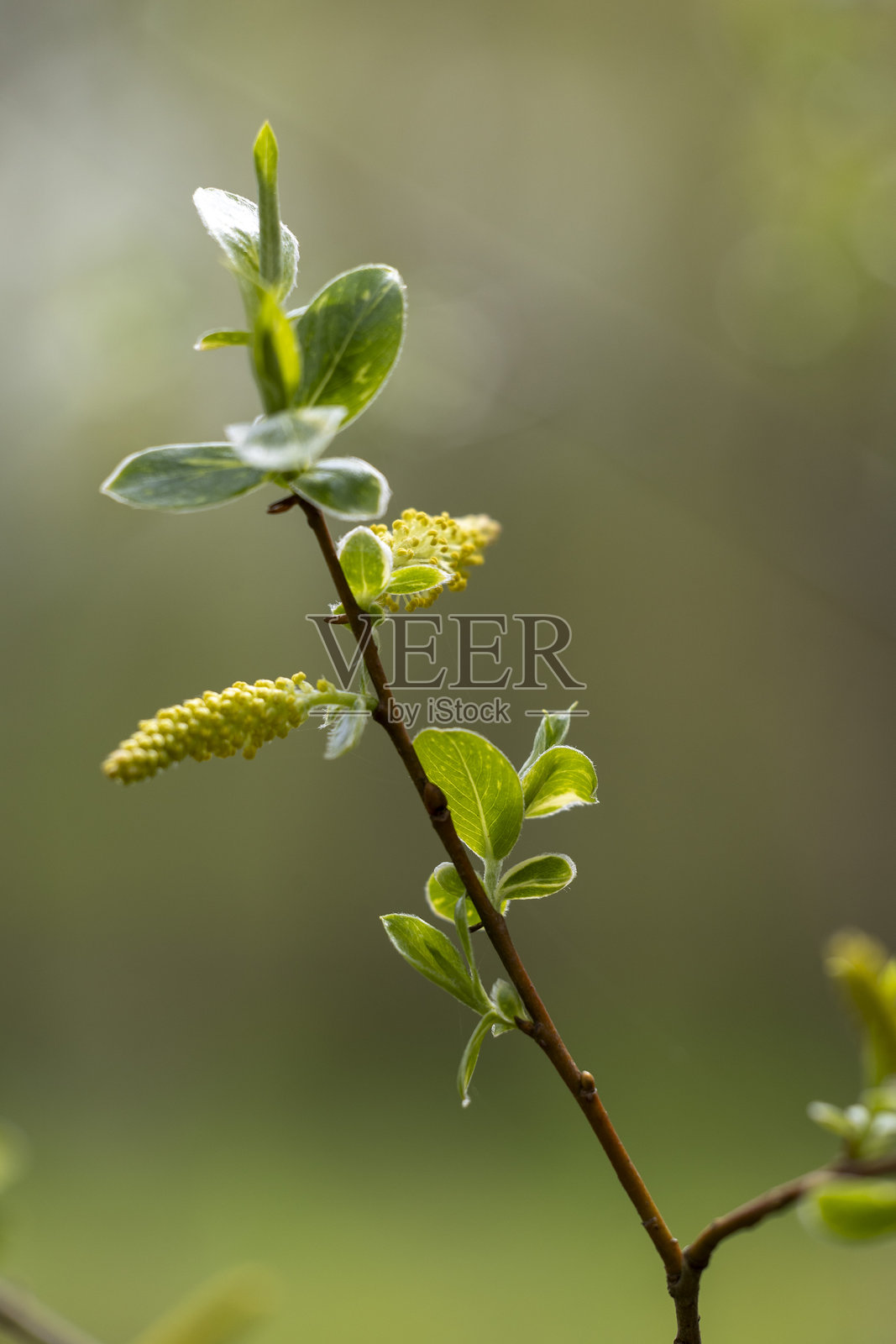 公园灌木丛中美丽的黄柳花。照片摄影图片