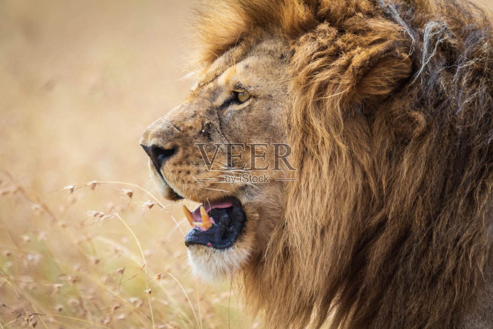 坦桑尼亚塞伦盖蒂，金色草原上的雄狮肖像，狮子正在咆哮照片摄影图片