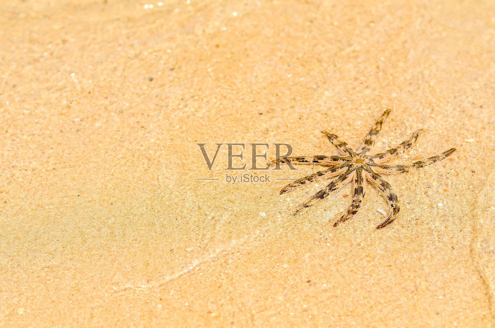 苏梅岛沙滩上的海星照片摄影图片