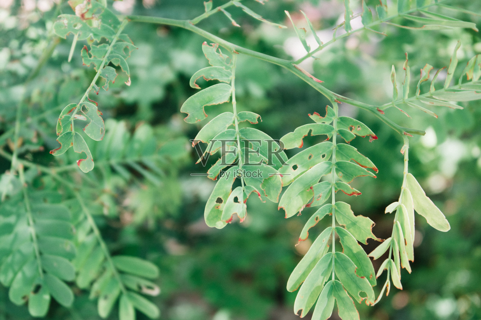 乡村自然风光照片摄影图片