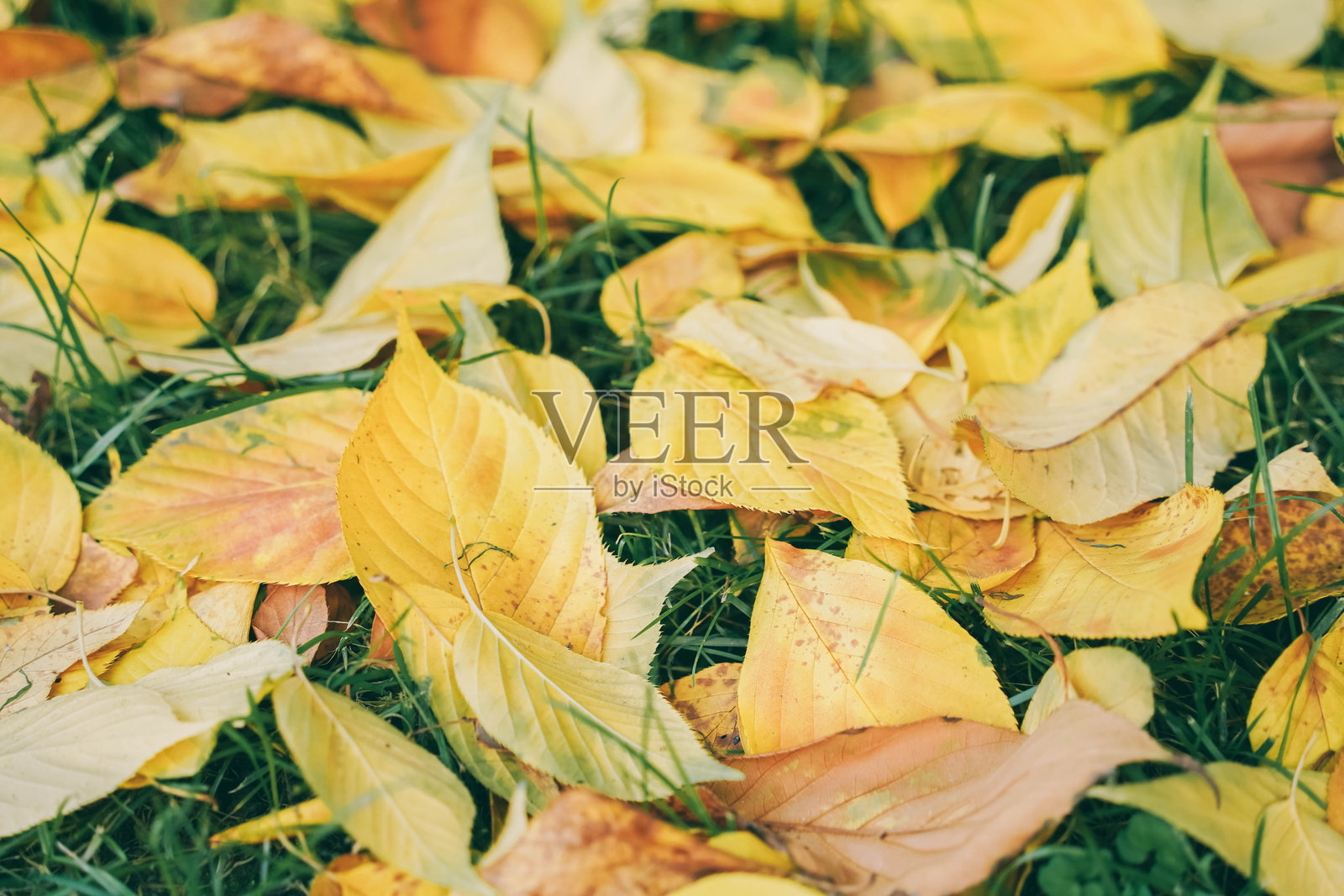 俯视黄色落叶覆盖的绿色草坪照片摄影图片