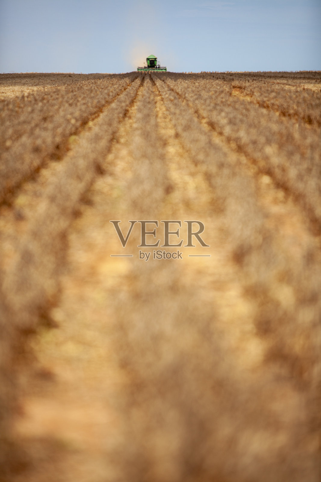 机械化大豆收割照片摄影图片