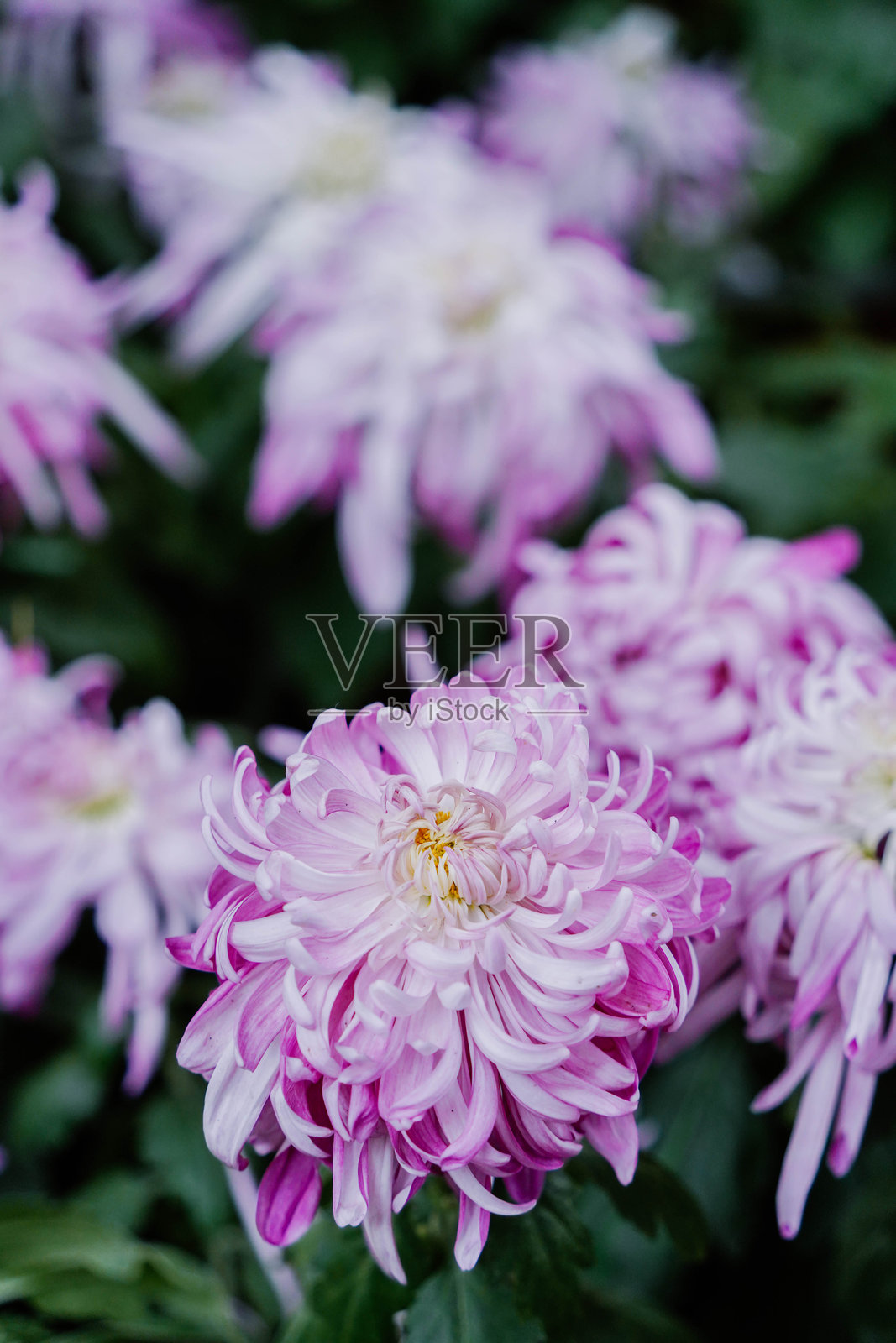 花园里盛开的粉色菊花照片摄影图片