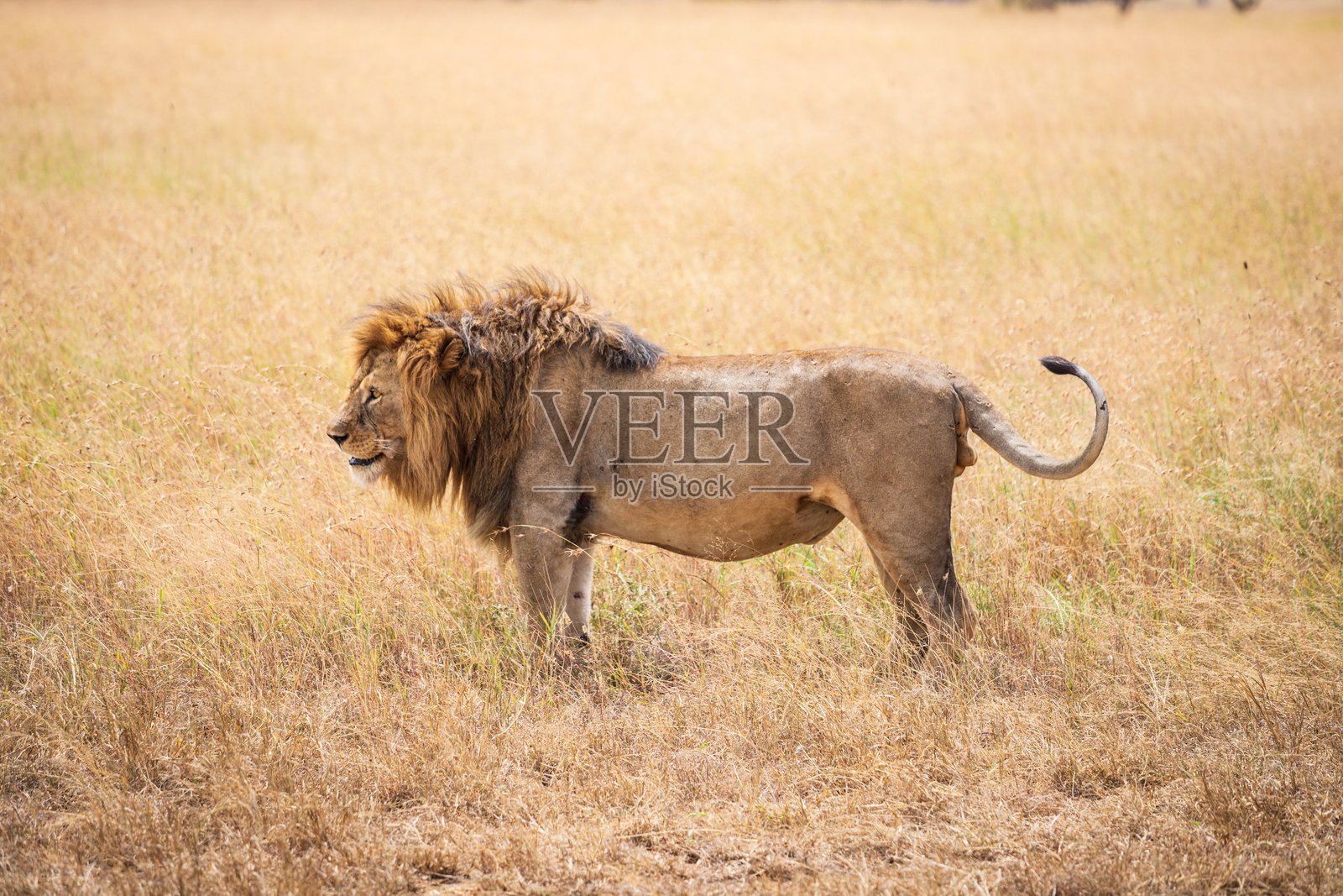 雄狮挺立在金黄干枯的草原上，全身照照片摄影图片
