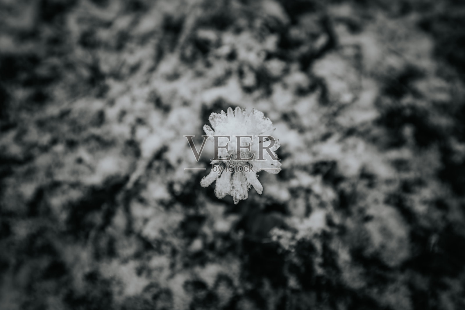 霜覆盖的娇嫩白花在模糊的深色背景下格外醒目，展现了冬季大自然的美丽，象征着坚韧与宁静照片摄影图片