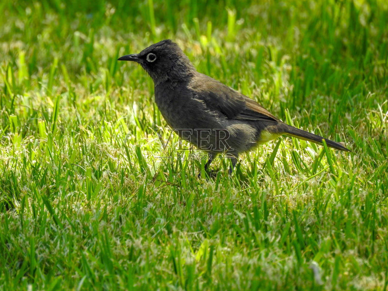 黑喉歌鵯在草丛中觅食照片摄影图片
