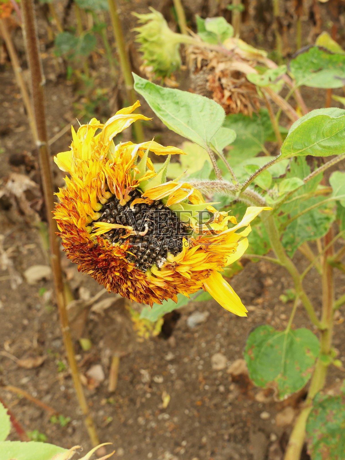 秋季田野里的枯萎向日葵，象征短暂的自然主题照片摄影图片