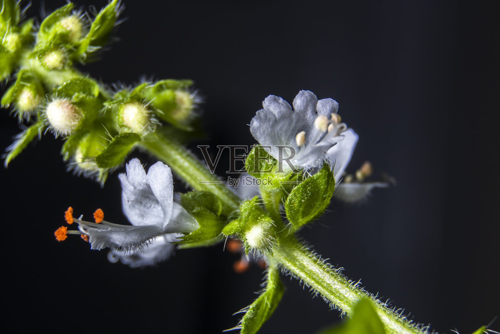 罗勒花序的微距拍摄照片摄影图片