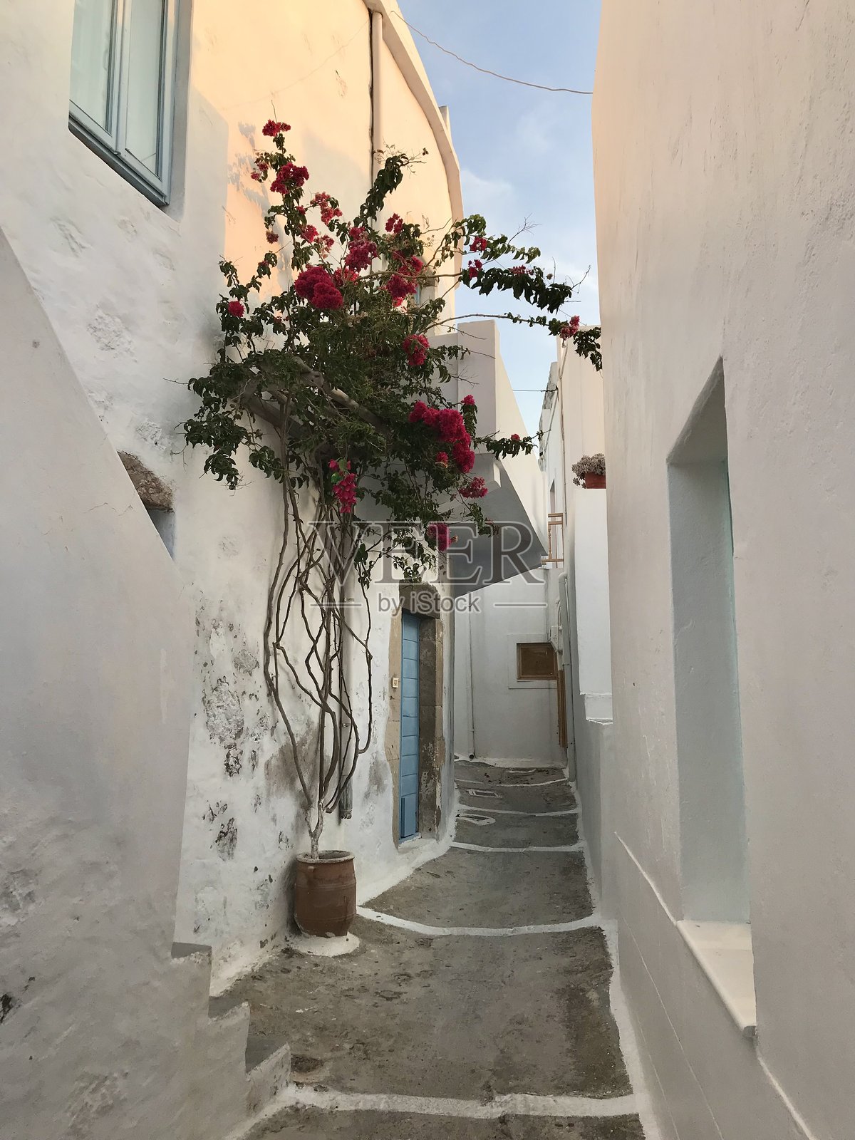 希腊普拉卡白色小镇，米洛斯岛，盛开玫瑰树的美丽狭窄街道照片摄影图片