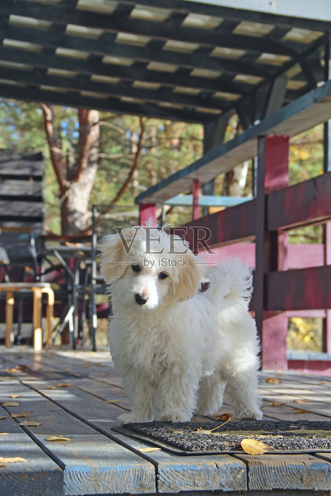 马尔济斯贵宾犬幼犬摆拍。小型马尔济斯犬在户外玩耍。家庭宠物照片摄影图片