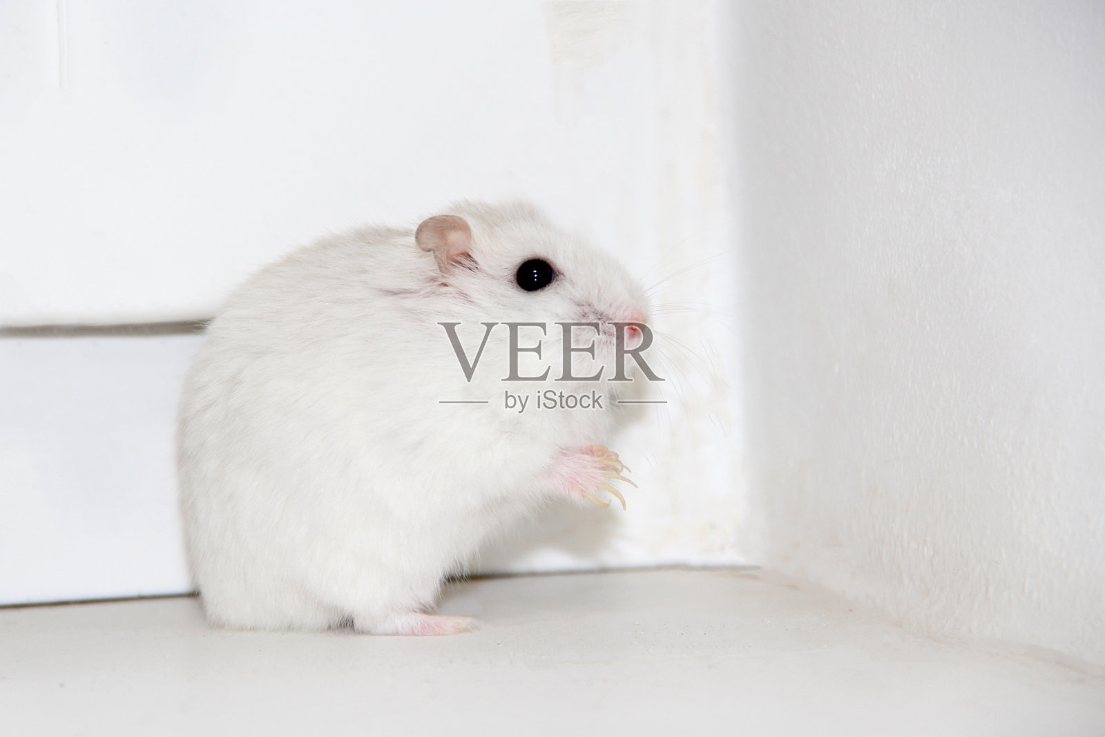 特写镜头下，浅色背景上的白色仓鼠。家养仓鼠的近景。照片摄影图片