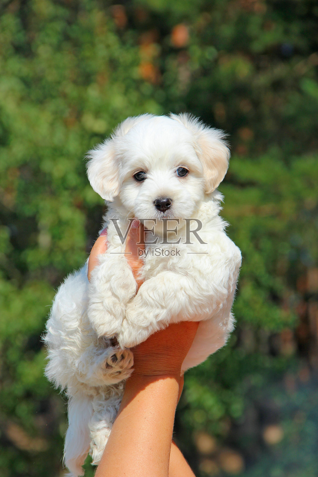 马尔济斯贵宾犬幼犬摆拍。小型马尔济斯犬坐在人手中照片摄影图片