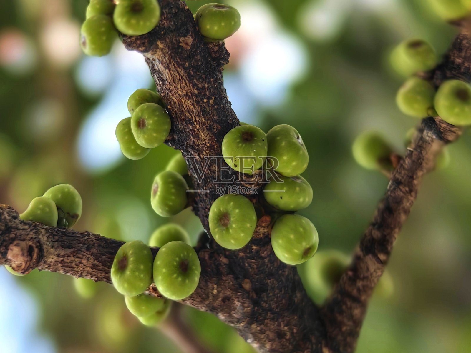 假叶榕（Ficus fistulosa）是桑科榕属的一种亚洲无花果树。照片摄影图片