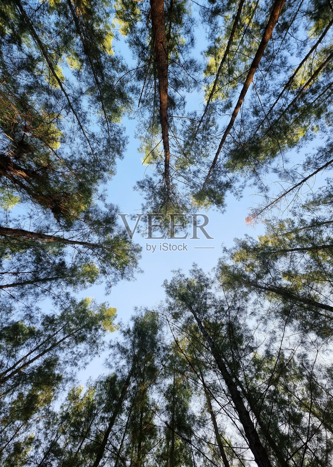 从下往上看松树顶和蓝天的视角。照片摄影图片