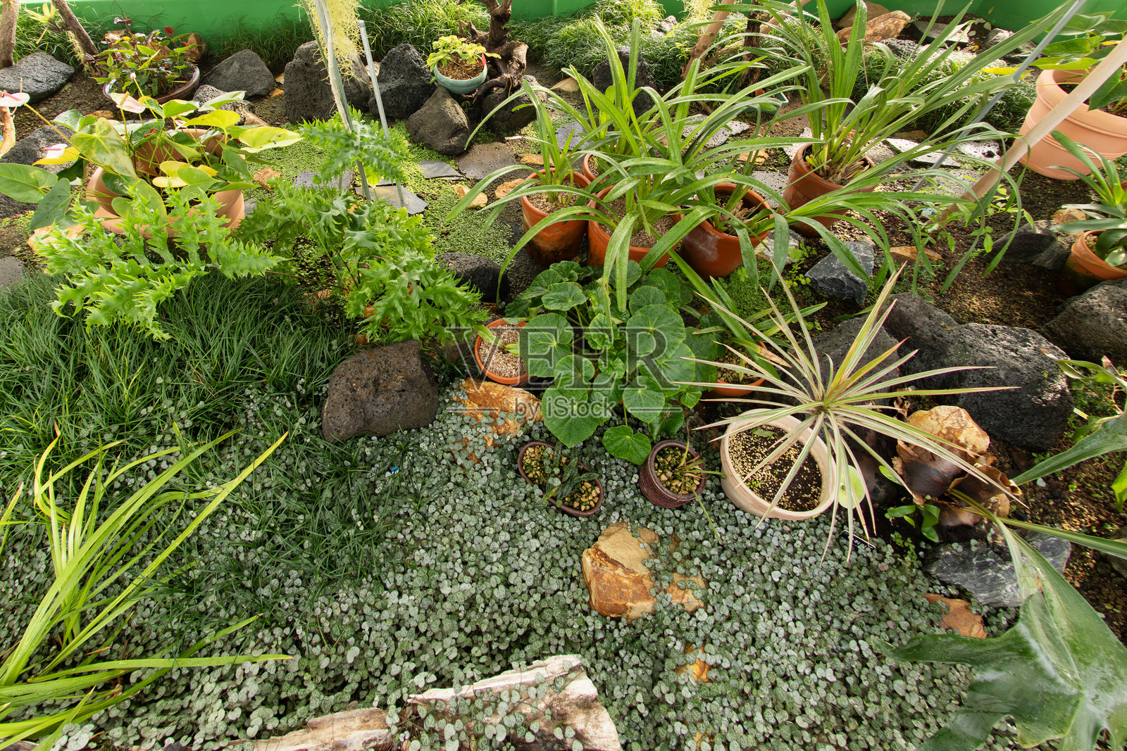 花园照片摄影图片