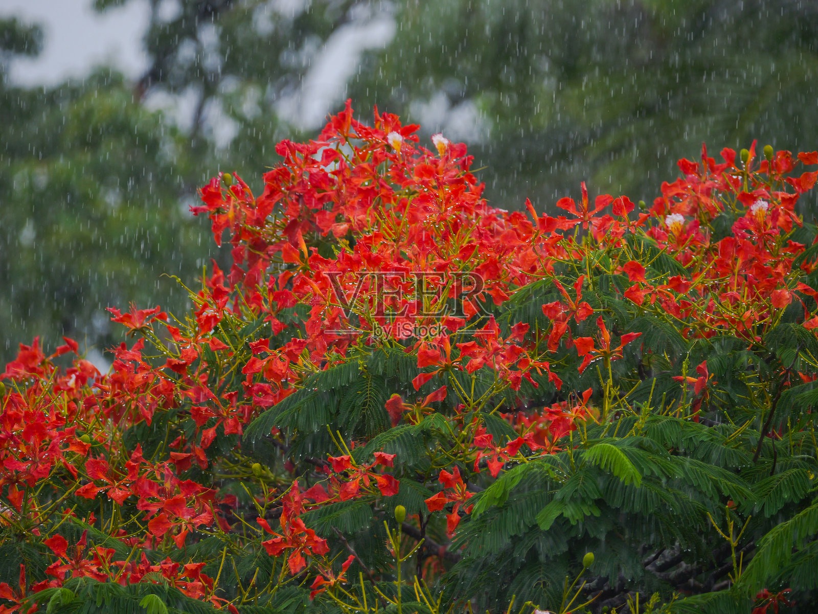 大雨中盛开的彩色树木照片摄影图片