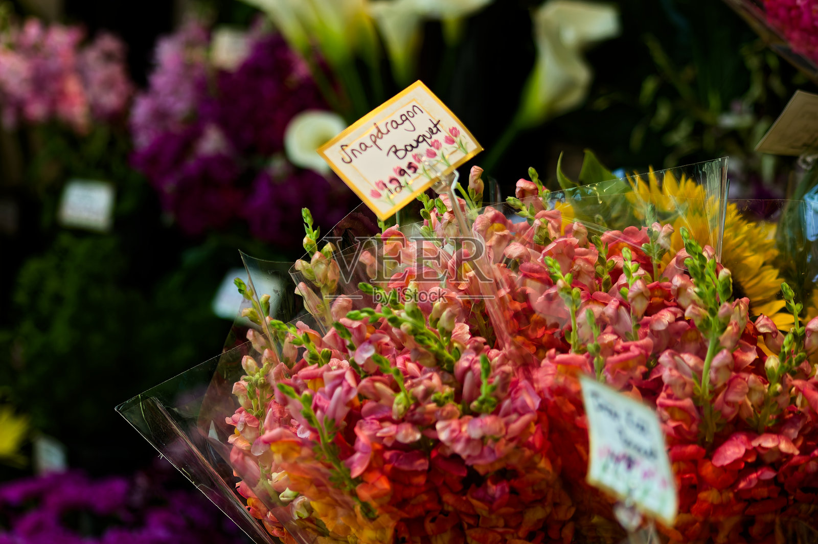 花市上展示的鲜艳金鱼草花束照片摄影图片