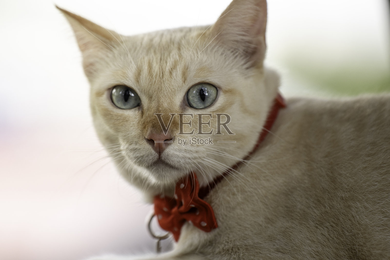 一只可爱的猫咪在花园里沐浴着晨光。照片摄影图片