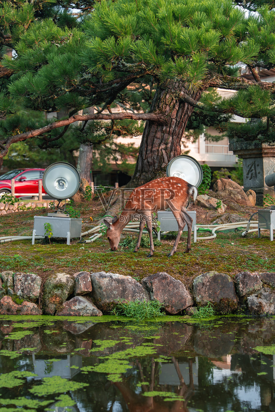 日本奈良公园，一头梅花鹿在松树下长满苔藓的池塘边吃草照片摄影图片