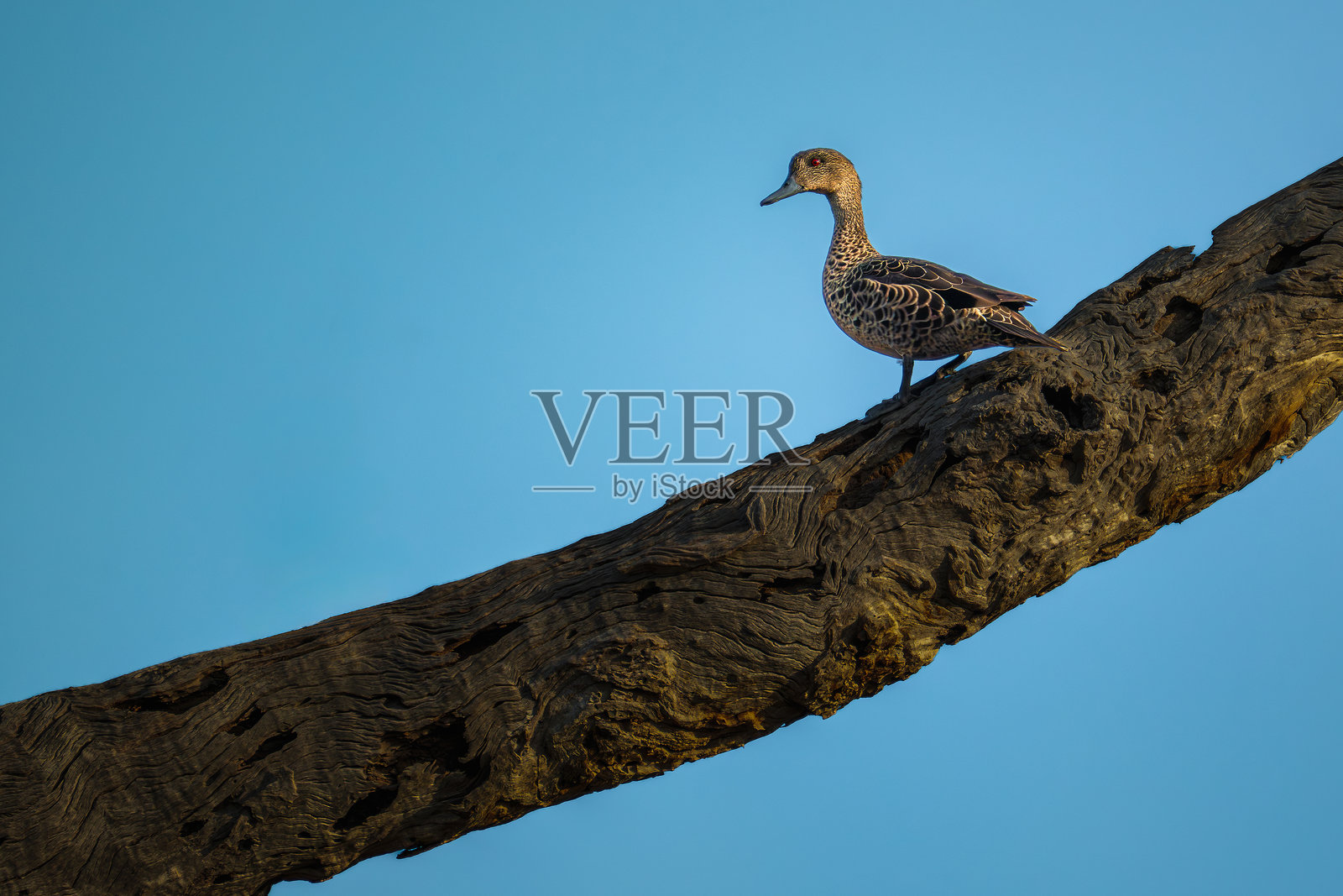 巽他绿头鸭俯瞰着宁静的湿地照片摄影图片